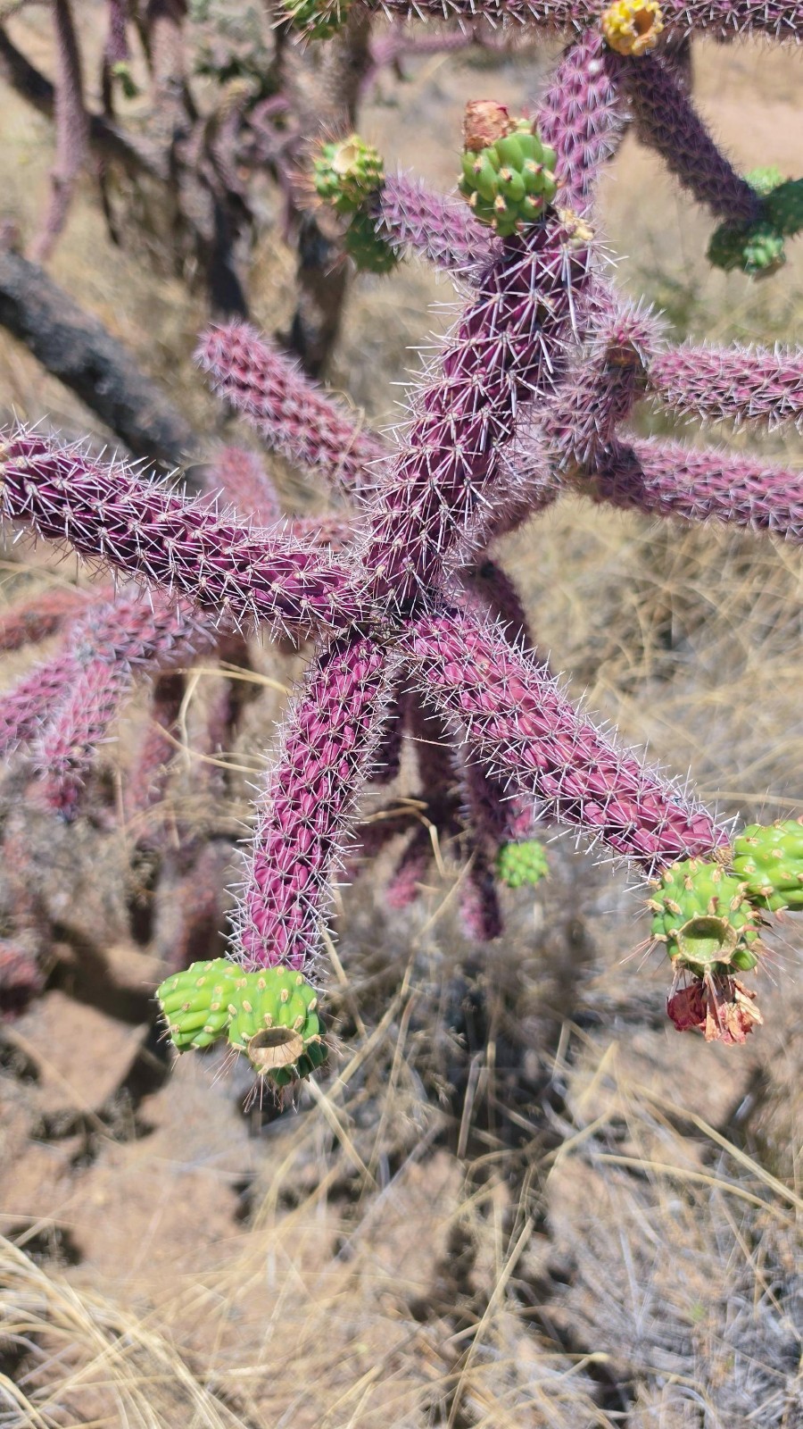 2 Cutting New! Rare Red-Purple Cholla Cactus- Silver Spines – staghorn cholla