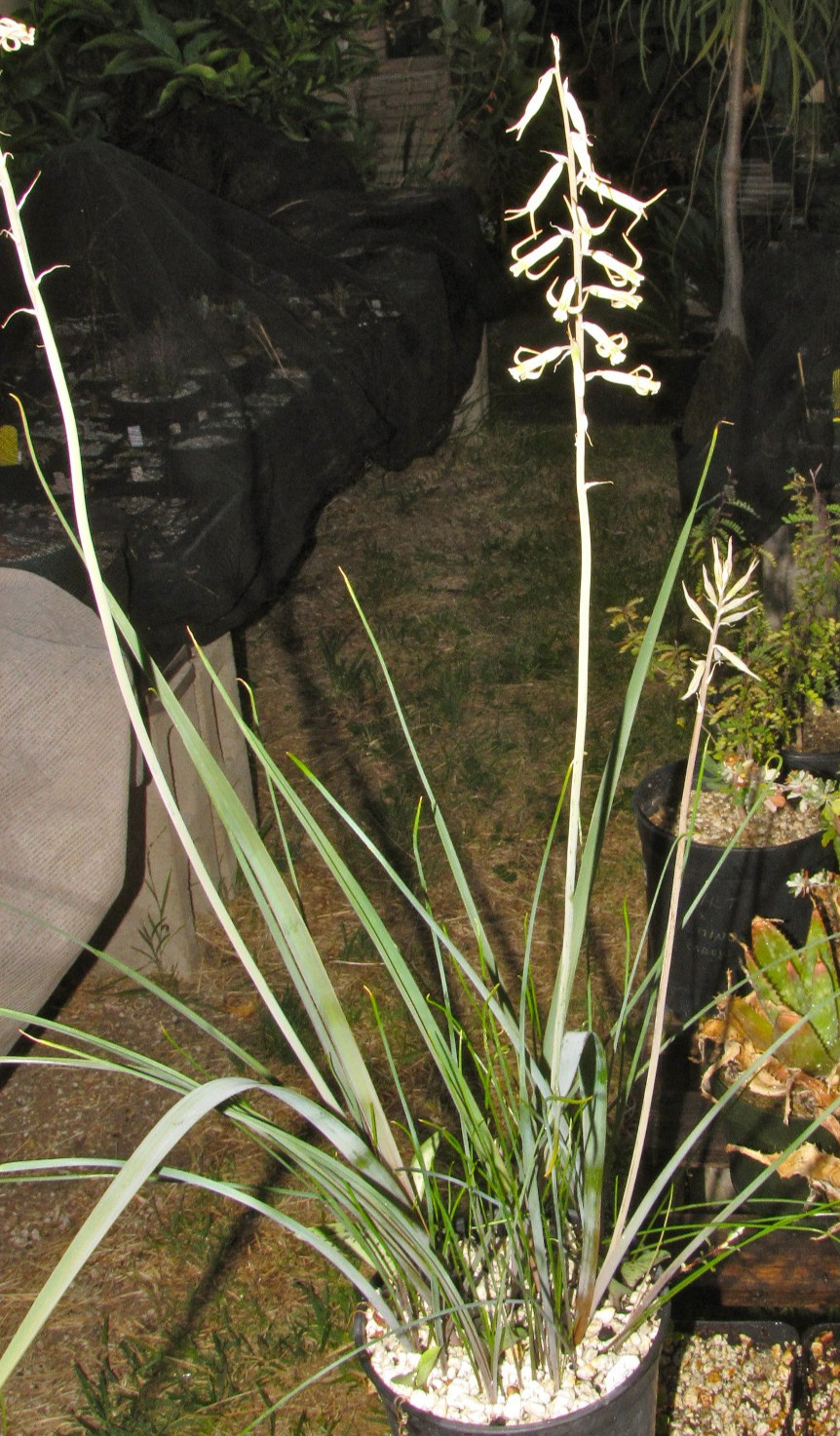 Dipcadi sp. Rare Madagascar bulb 3x
