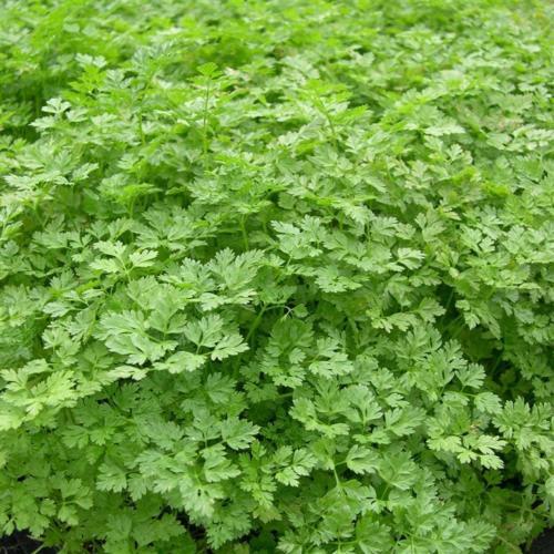 chervil, FRENCH PARSLEY, herb spice 35 seeds! GroCo* buy US made in USA