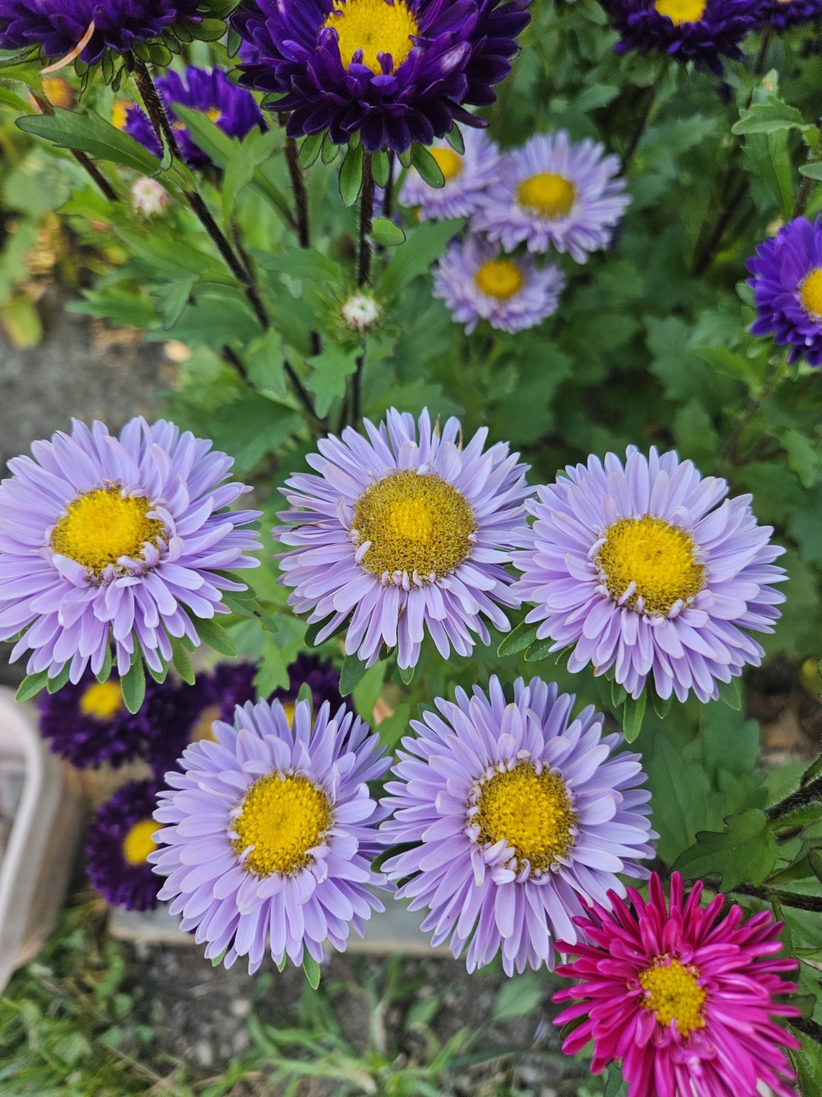 China Aster Seeds- 400+ Single Mix Flower Mixed Colors: Shades Of Pink & Purple