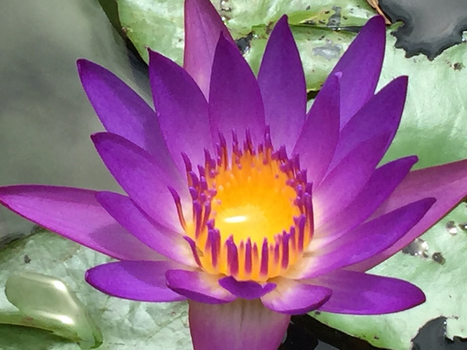 Fancy matured perennial water lilies for $45, yellow