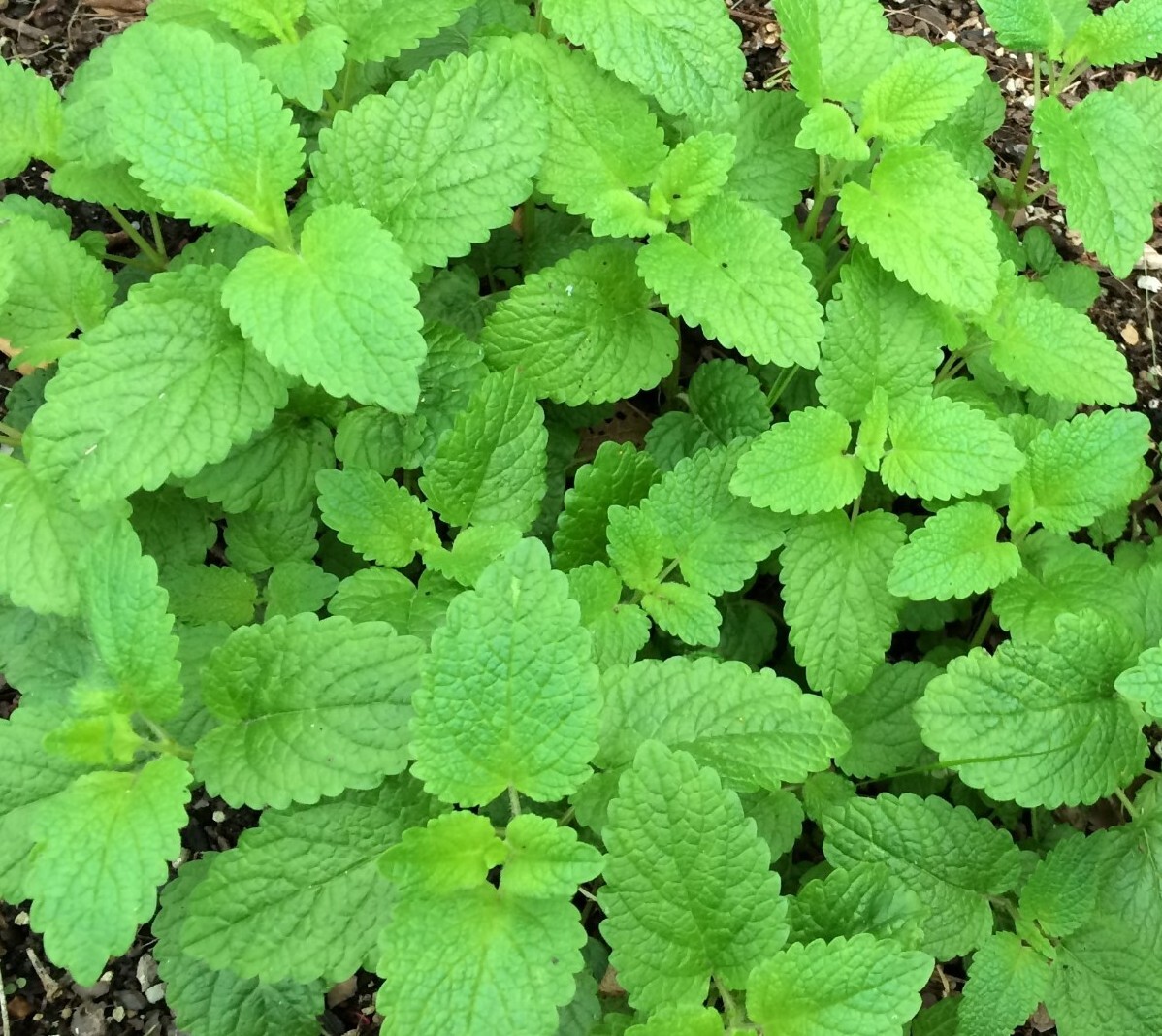 Organic Lemon Balm seeds (Melissa officinalis)