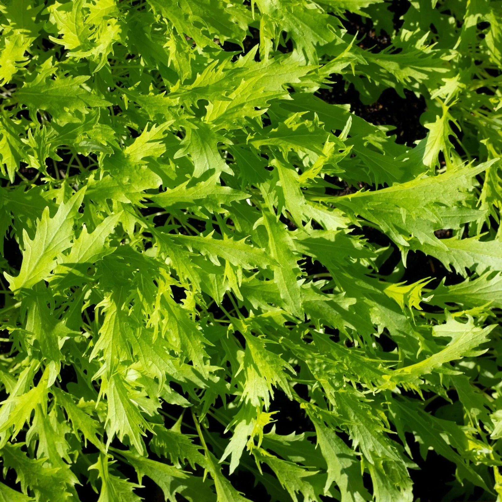 Mizuna Seeds, Japanese Mustard Green, Non-GMO, Fast Growing, Free Shipping
