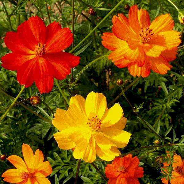 Cosmos Bright Lights Seeds 100 Ct ANNUAL Mix Cut Flower Garden USA FREE SHIPPING