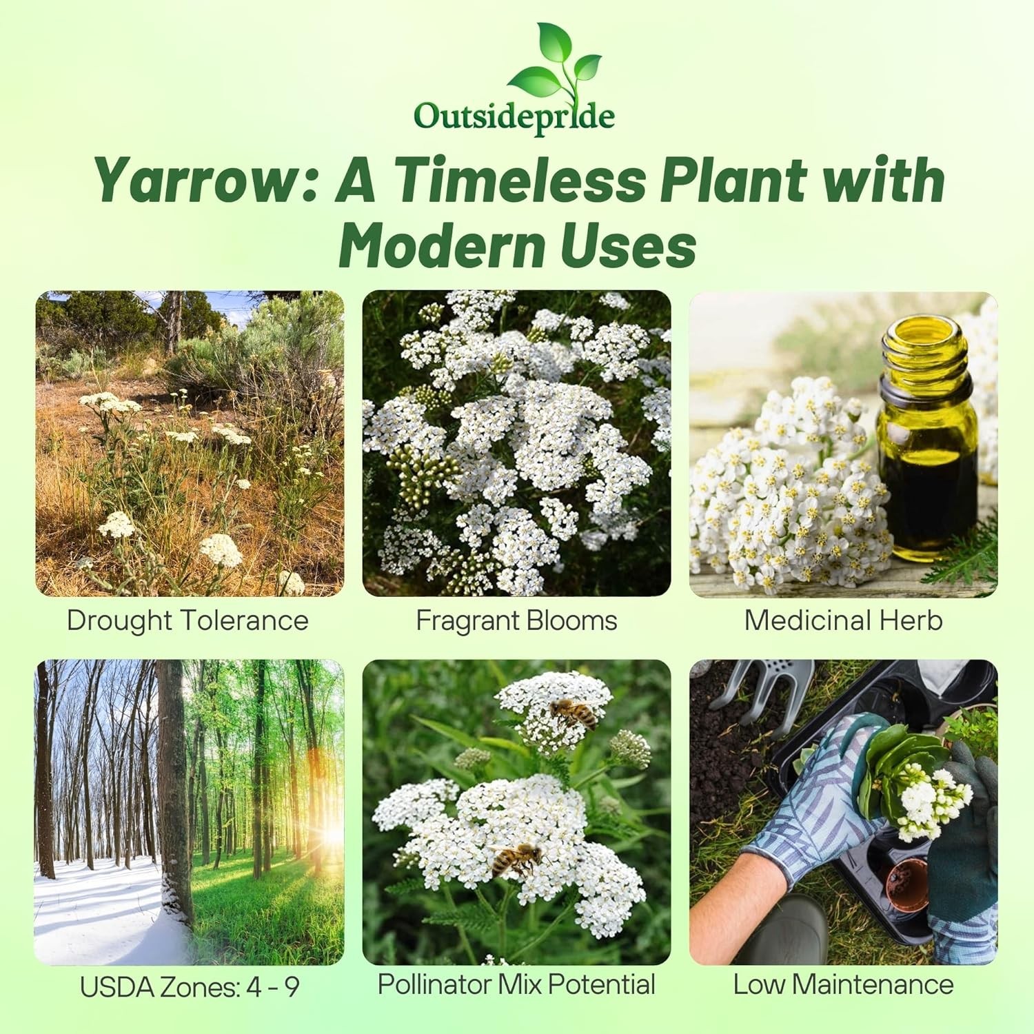 5000 Seeds Achillea White Yarrow Seeds For Planting | Yarrow Wild Flower Seeds