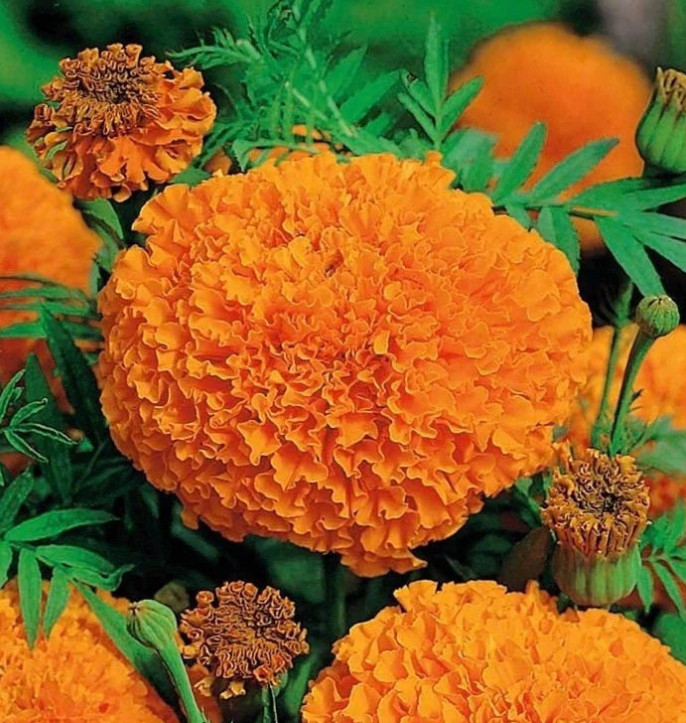 African Marigold, TALL ORANGE CRACKERJACK Huge Double Blooms Non-GMO 100 Seeds