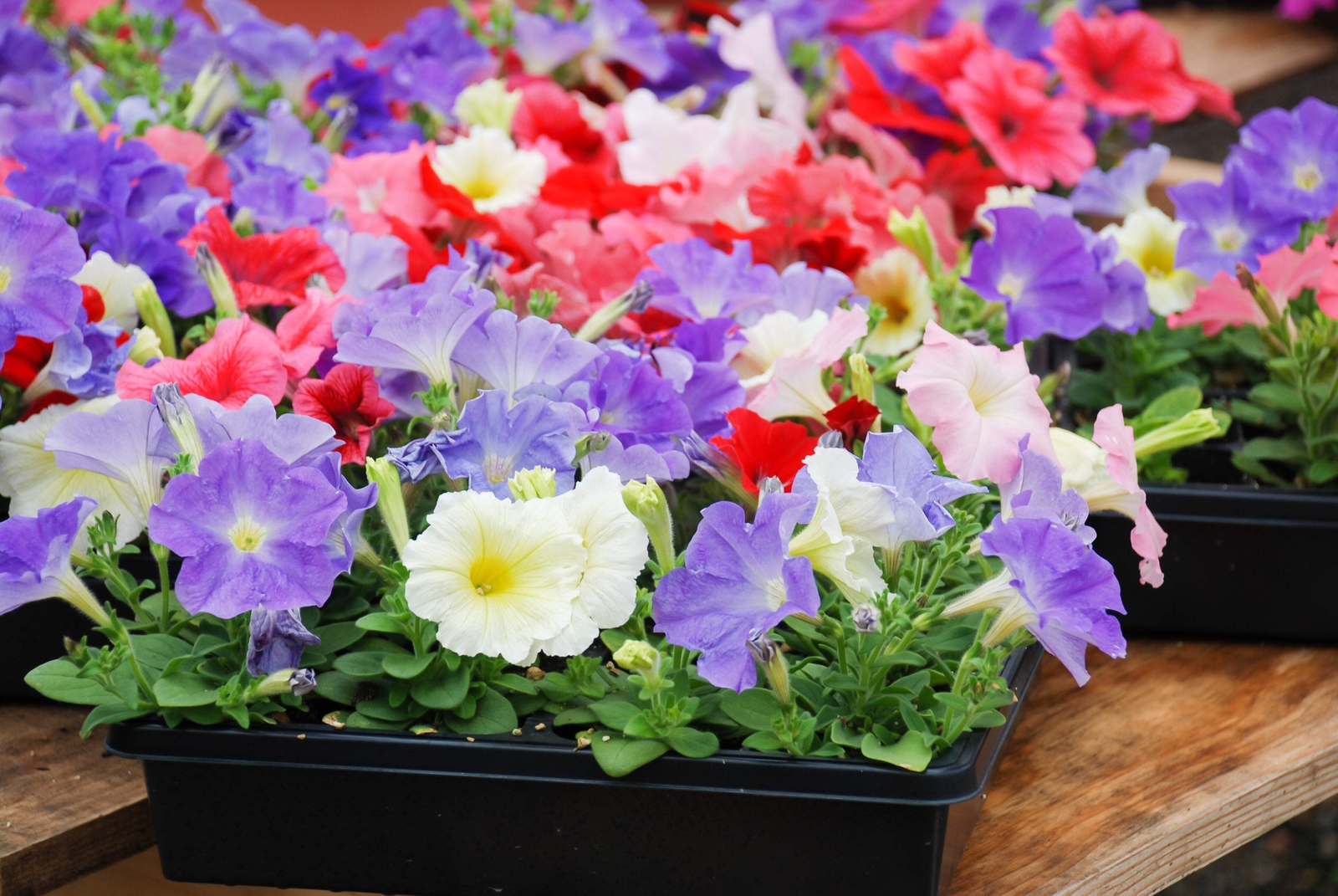 250 Mixed Colors DWARF PETUNIA Pink Red Purple White Yellow Bicolor Flower Seeds