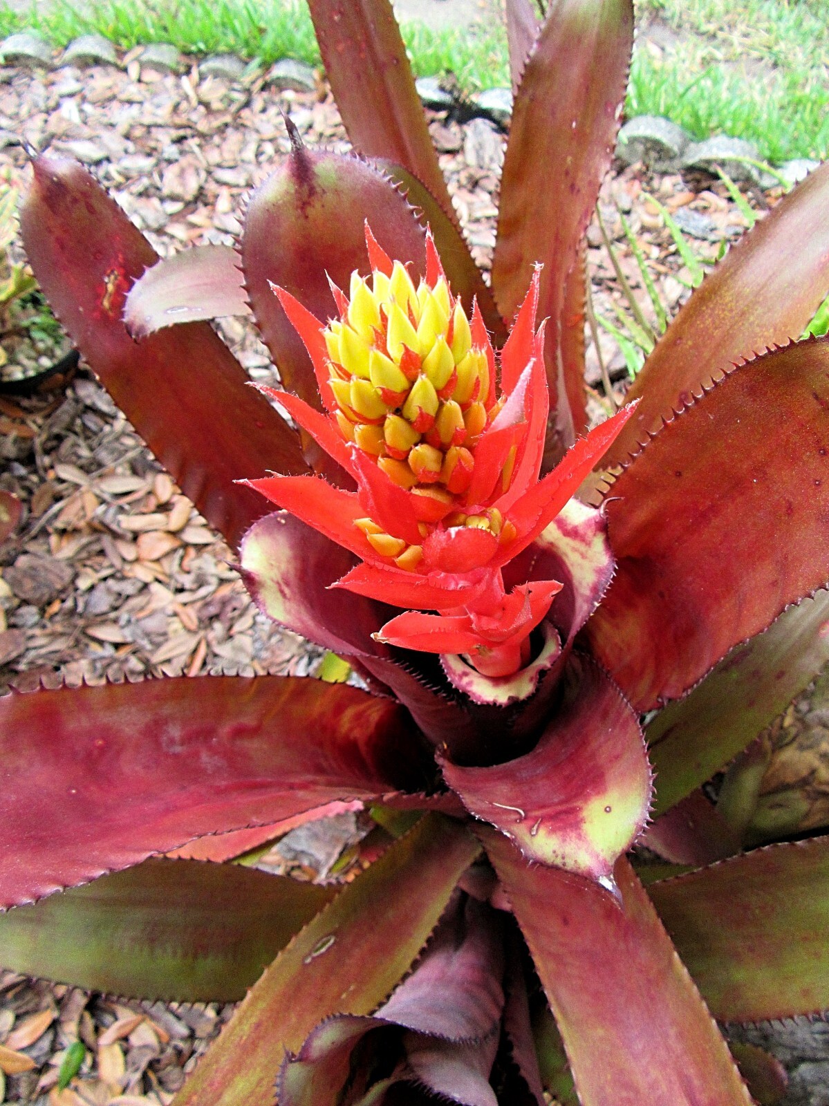Aechmea unknown