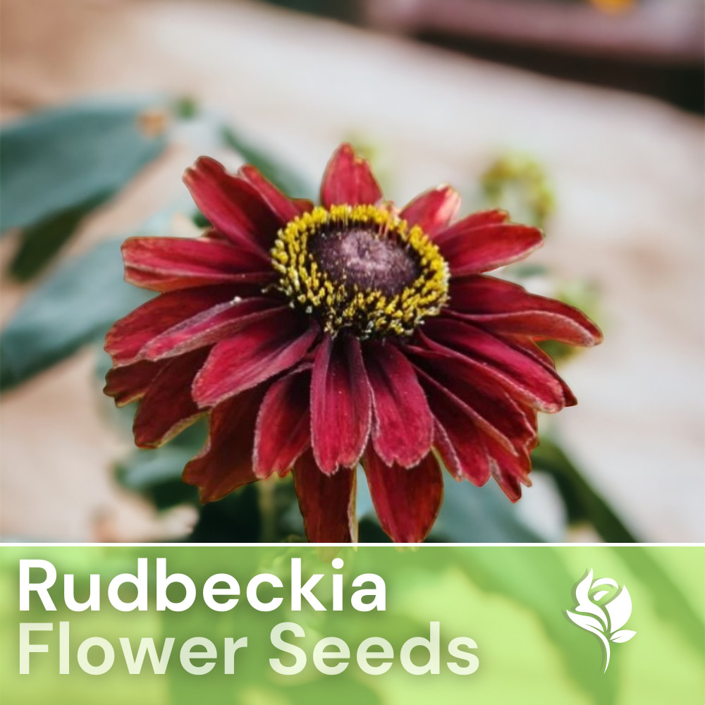 Cherry Brandy Rudbeckia Seeds 125+ Seeds Annual Flower Seeds Garden