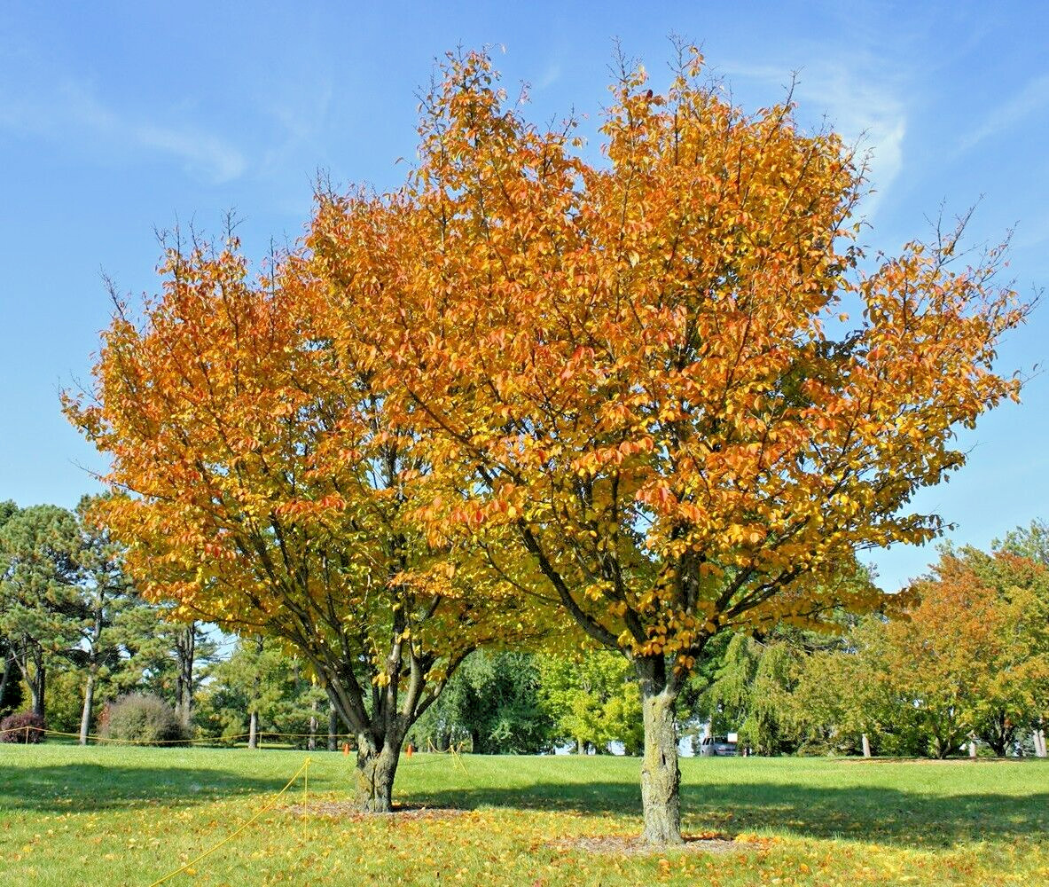 Japanese Cherry Tree | Premium Seeds | Prunus serrulata Spontanea Fall | Plants’