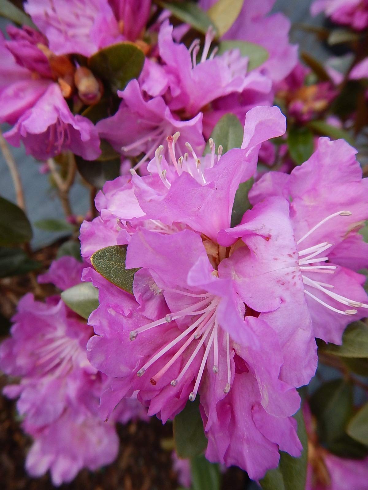 Live Plant, Rhododendron X `PJM Elite` Evergreen Lavender Flowers, 3-Gallon F…
