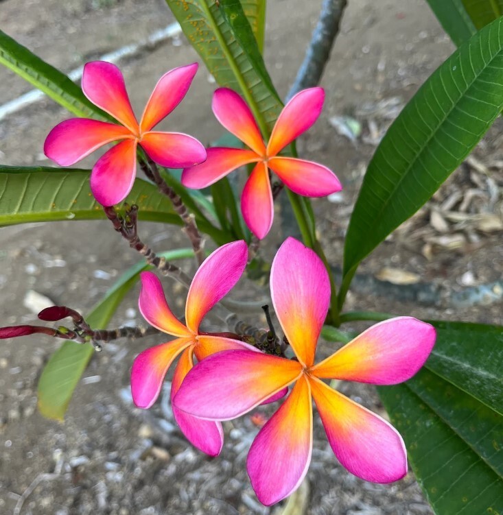Rare Frangipani KANEOHE SUNBURST Plumeria Cutting 10-12″ Fragrant Tropical Plant