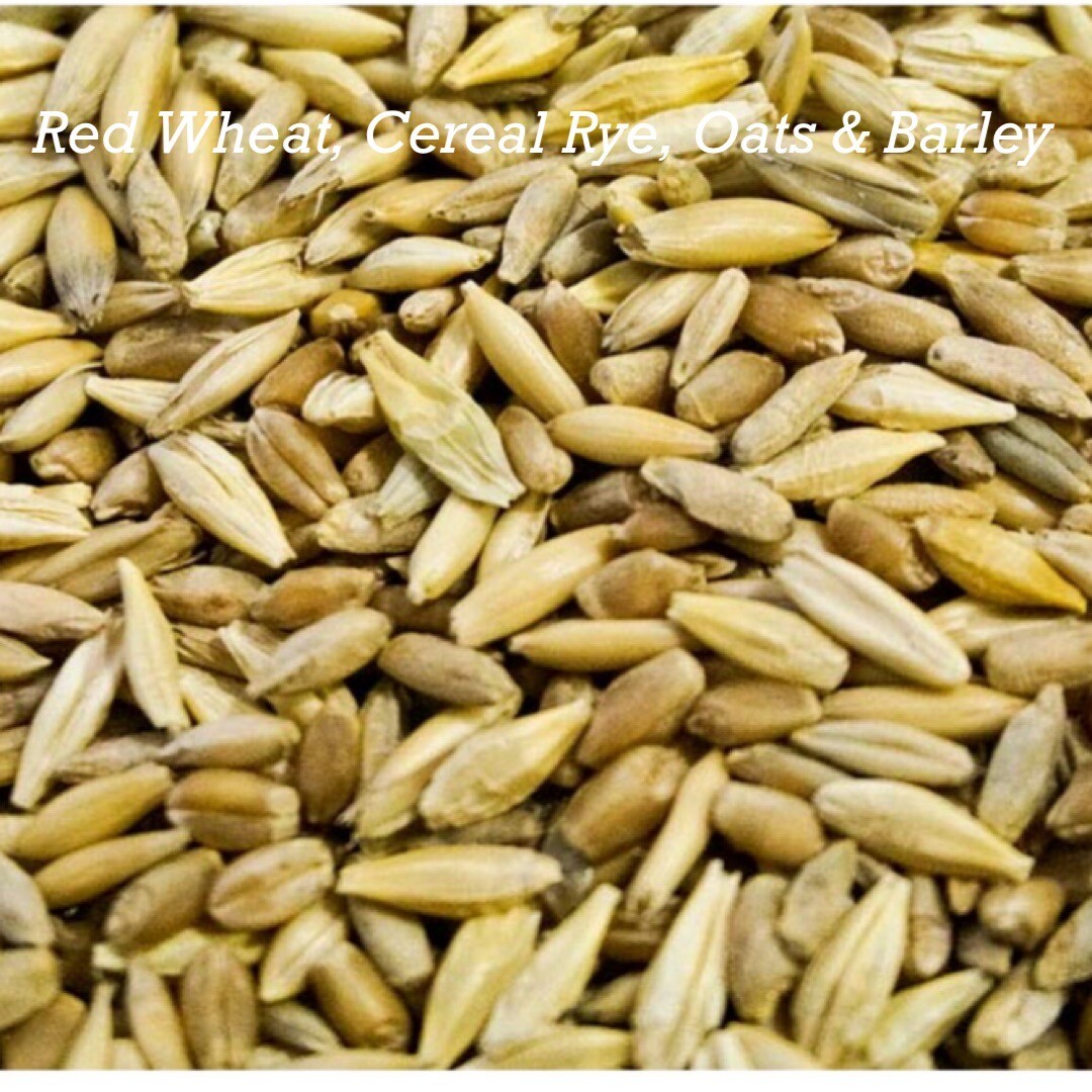 Cat Grass Mix – Red Wheat, Barley, Oats & Cereal Rye. 300+ Seeds,