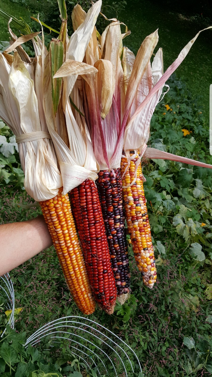 Rare Giant Indian Corn Seeds X50!Colorful Massive Ears!Ornamental! Easy To Grow!