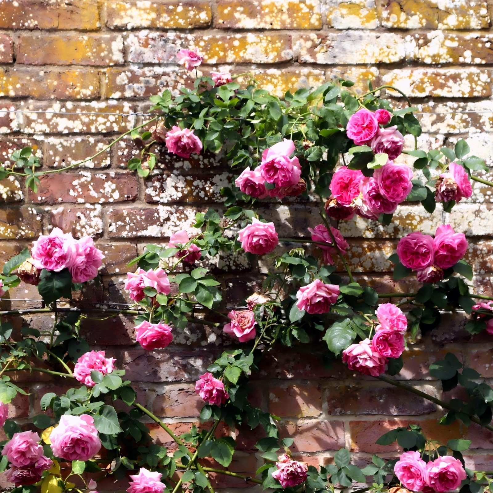 CarpetC 250+ Mixed Climbing Rose Seeds for Planting, Rosa Hybrid Rambling Vin…