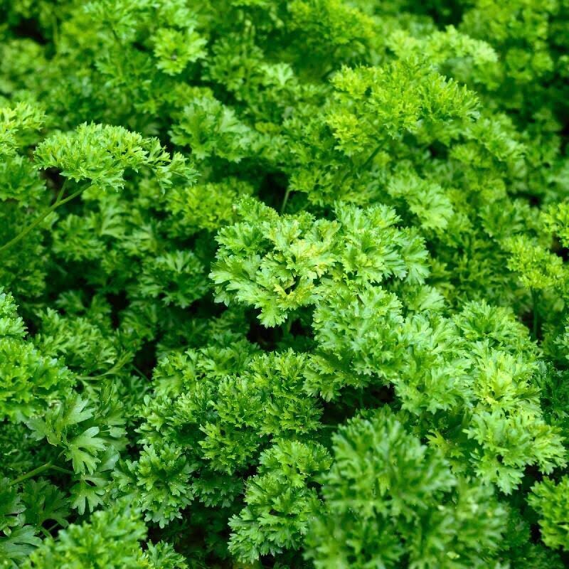 Forest Green Parsley – 100 Seeds