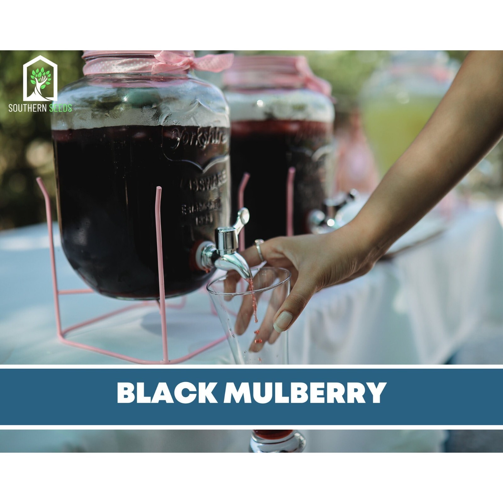 Mulberry, Black – Heirloom Seeds – Culinary & Medicinal – Non GMO (Morus nigra)