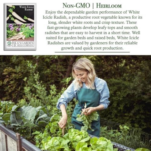 White Icicle Radish Seeds (Raphanus sativus)– 200+ Heirloom Non-GMO Seeds by