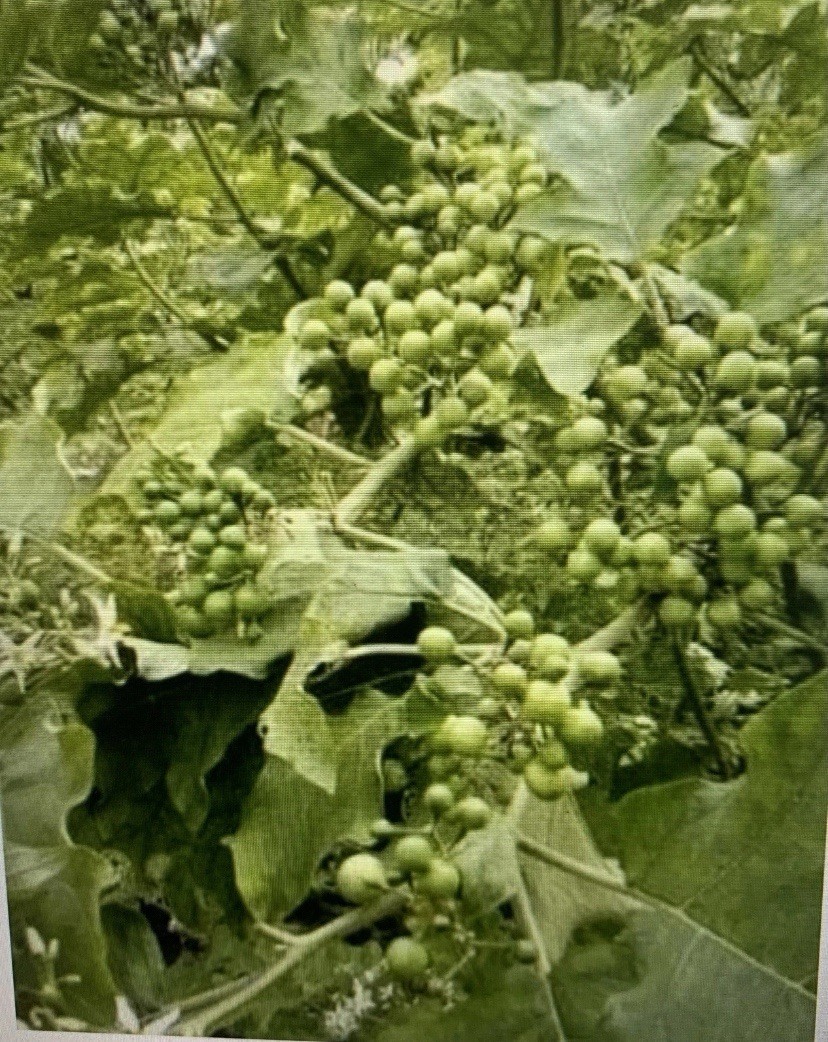 💥Bundle Dry Zanmoret Leaves Pea Eggplant Turkey Berry Oregano Moringa cathedral