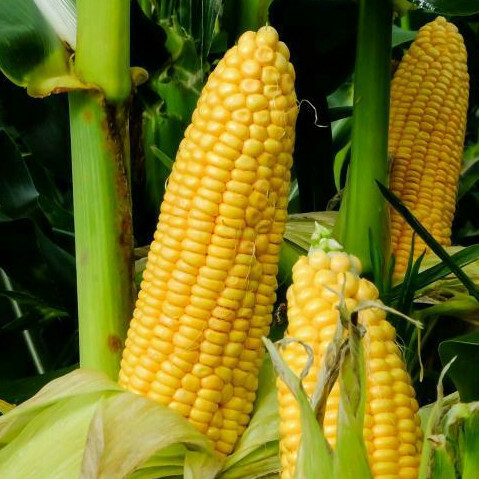 Honey Select Triple Sweet Corn Seeds – 1 Pound BULK Untreated Seed Yellow 2024