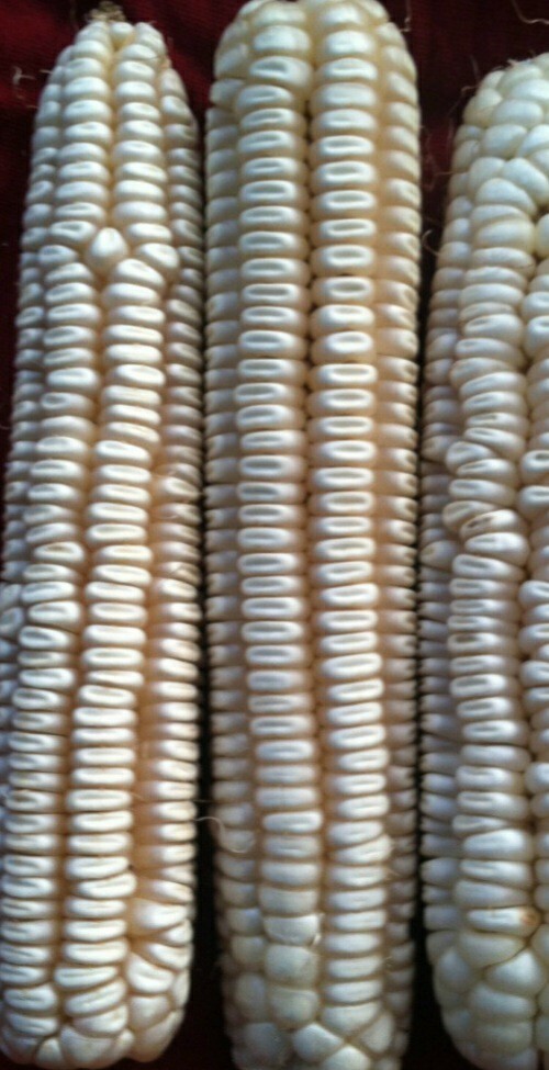 Hickory King White Dent Corn 1/2-po Organic Heirloom Seed Tortilla Flour Non-GMO