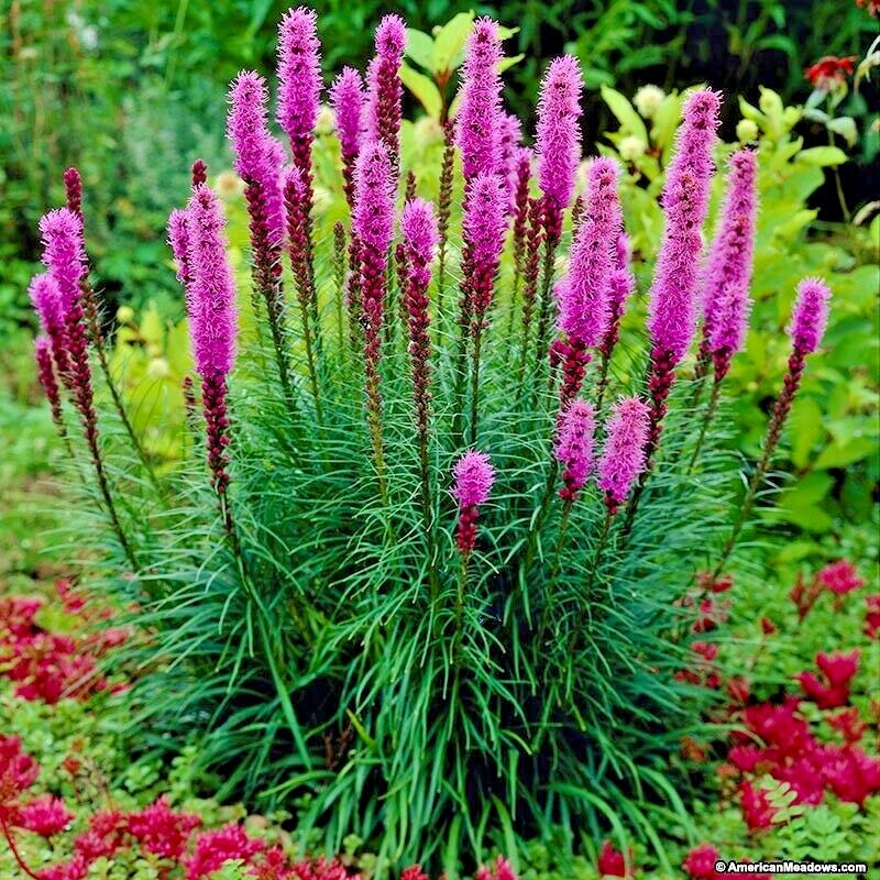 100+ MARSH Dense BLAZING STAR Seeds Gay Feather Native Wildflower Pollinators