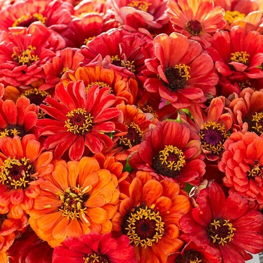 Zinnia ORIOLE Double Orange Songbirds Butterflies Hummingbirds Non-GMO 100 SEEDS