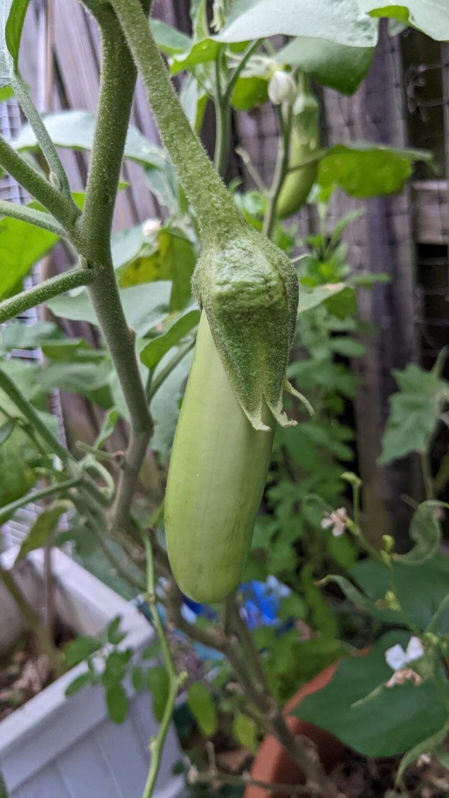 Asian Green Fingers /Thai long green 25 Seeds Eggplant 0.15g container variety