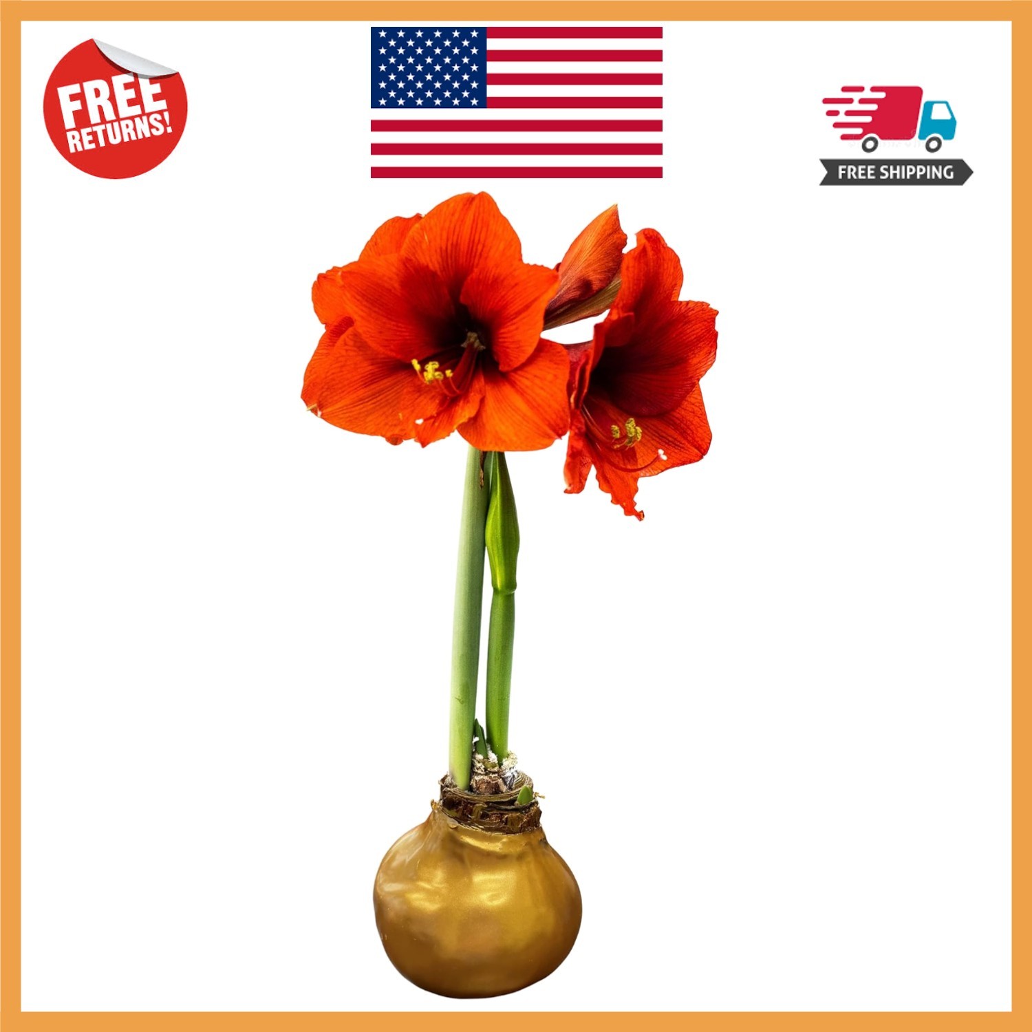 Stunning Waxed Amaryllis Bulb – Low Maintenance Live Plant for the Holidays