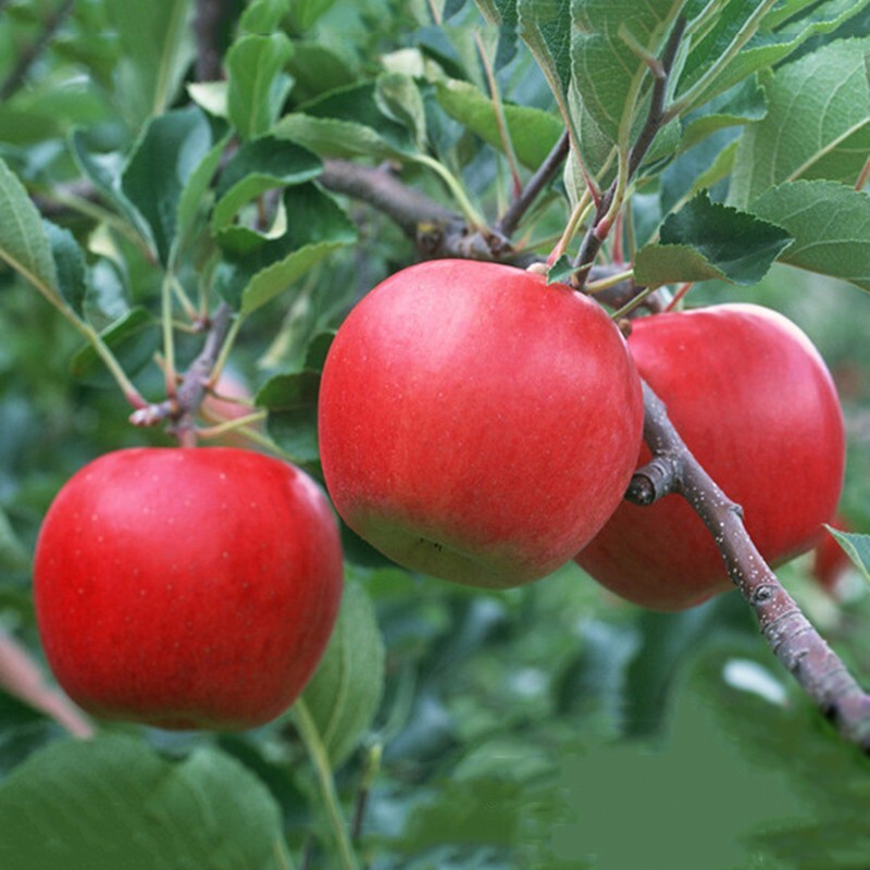 Red Delicious Apple tree seeds 5 count
