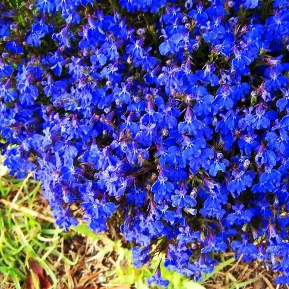 20000+ Magic Blue Creeping Thyme Seeds for Planting Ground Cover Plants Brown
