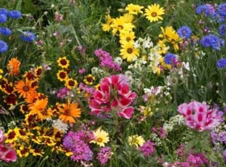 Wildflower Mix LOW GROWING Short Flowers w/ Perennials USA Non-GMO 1000+ Seeds!