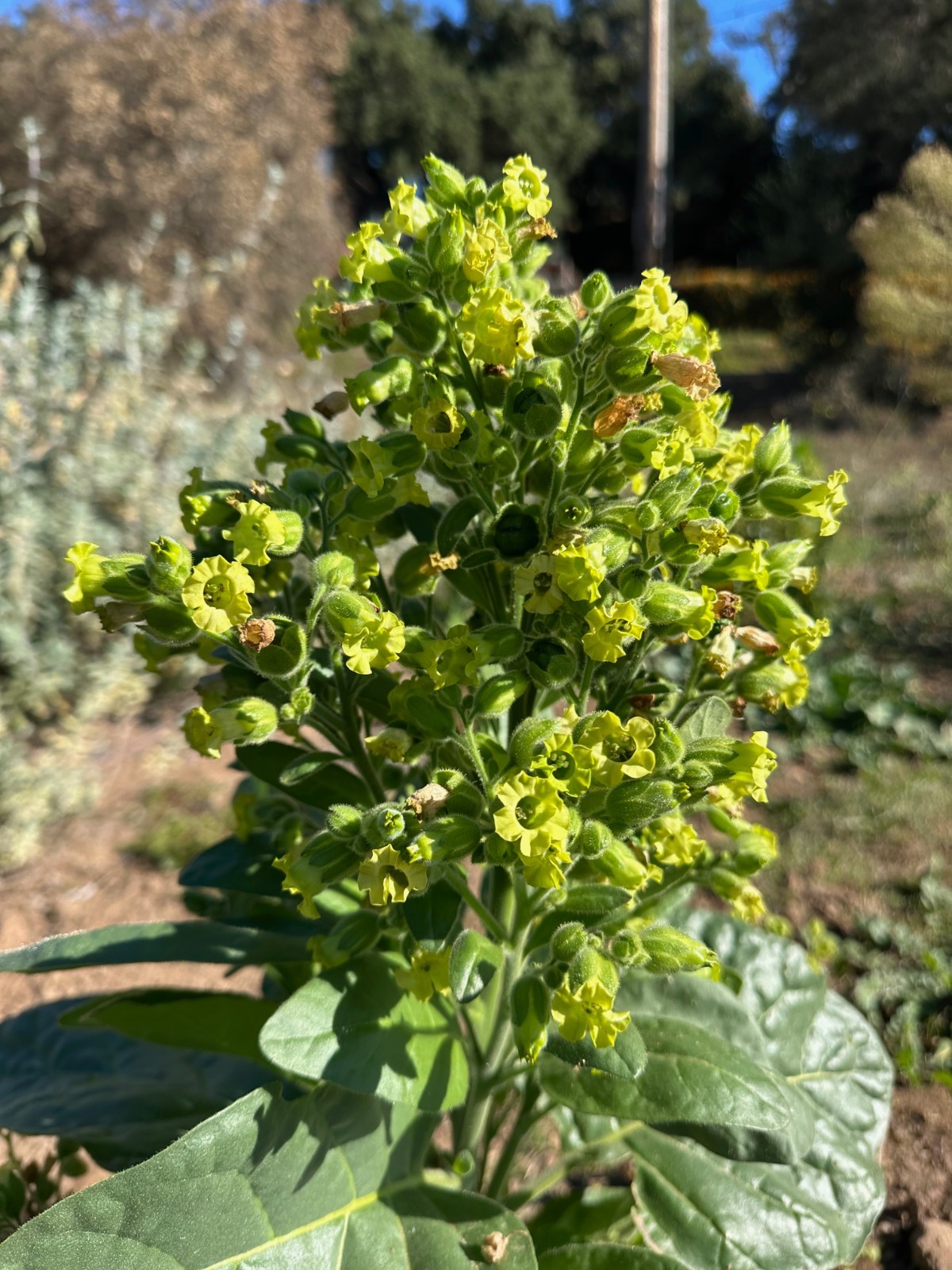 Organic Rustica Tobacco Seeds: 100 Seed Packet Bulk Pack Heirloom Nicotiana
