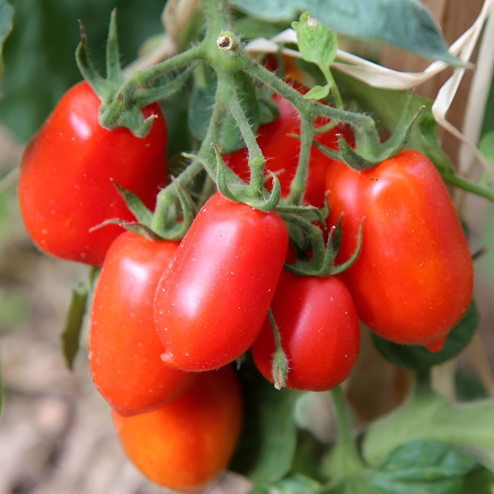 100 Heirloom Roma VF Tomato Seeds – Highly Disease Resistant Determinate Roma