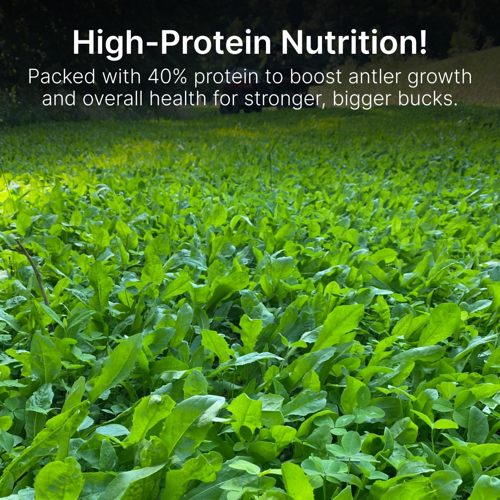 Chicory & Clover Food Plot Seeds for Deer – Perennial Seed Mix for Spring/Fall –