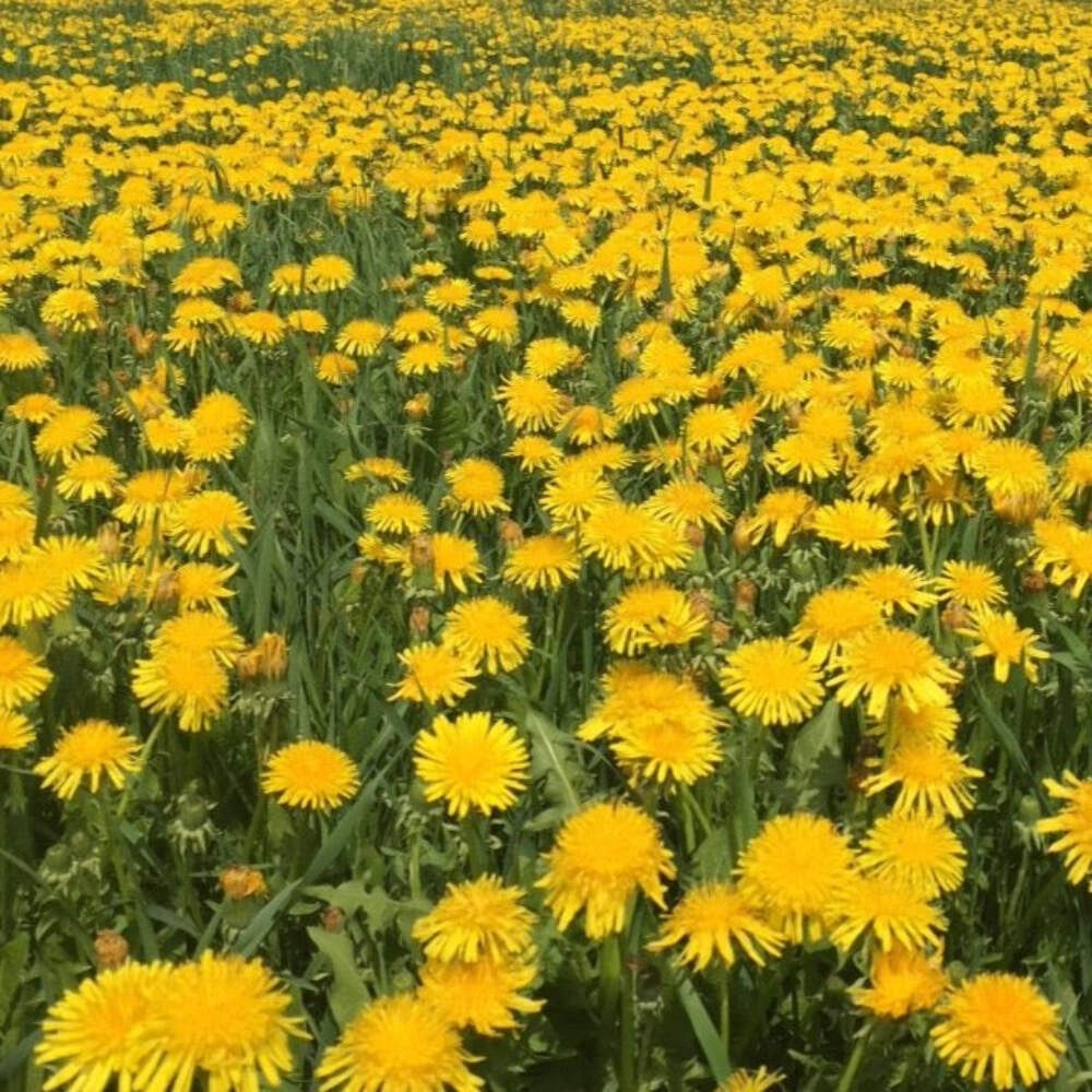 Dandelion Seeds (Taraxacum officinale) ~Traditional Herb Pollinator Garden