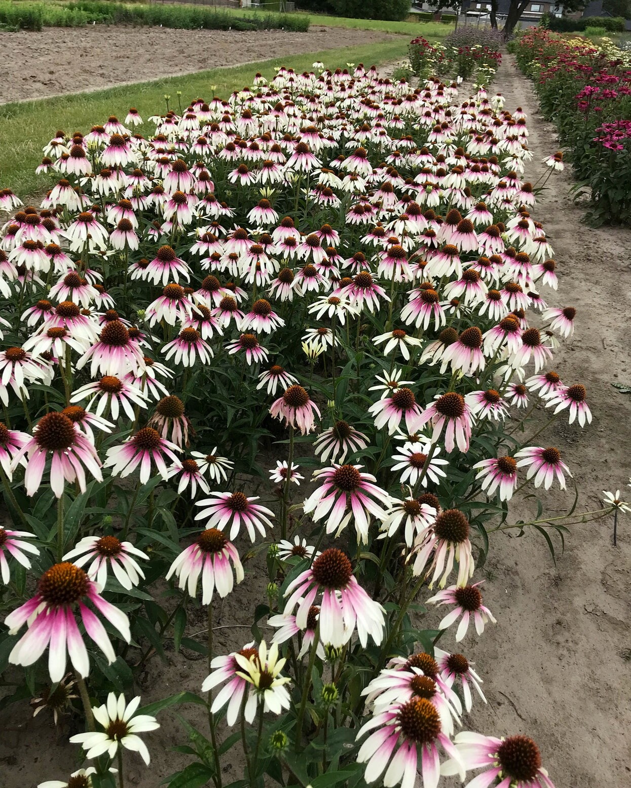 Echinacea ‘Pretty Parasols’-Coneflower-Live Starter Plant- FREE SHIPPING!!!