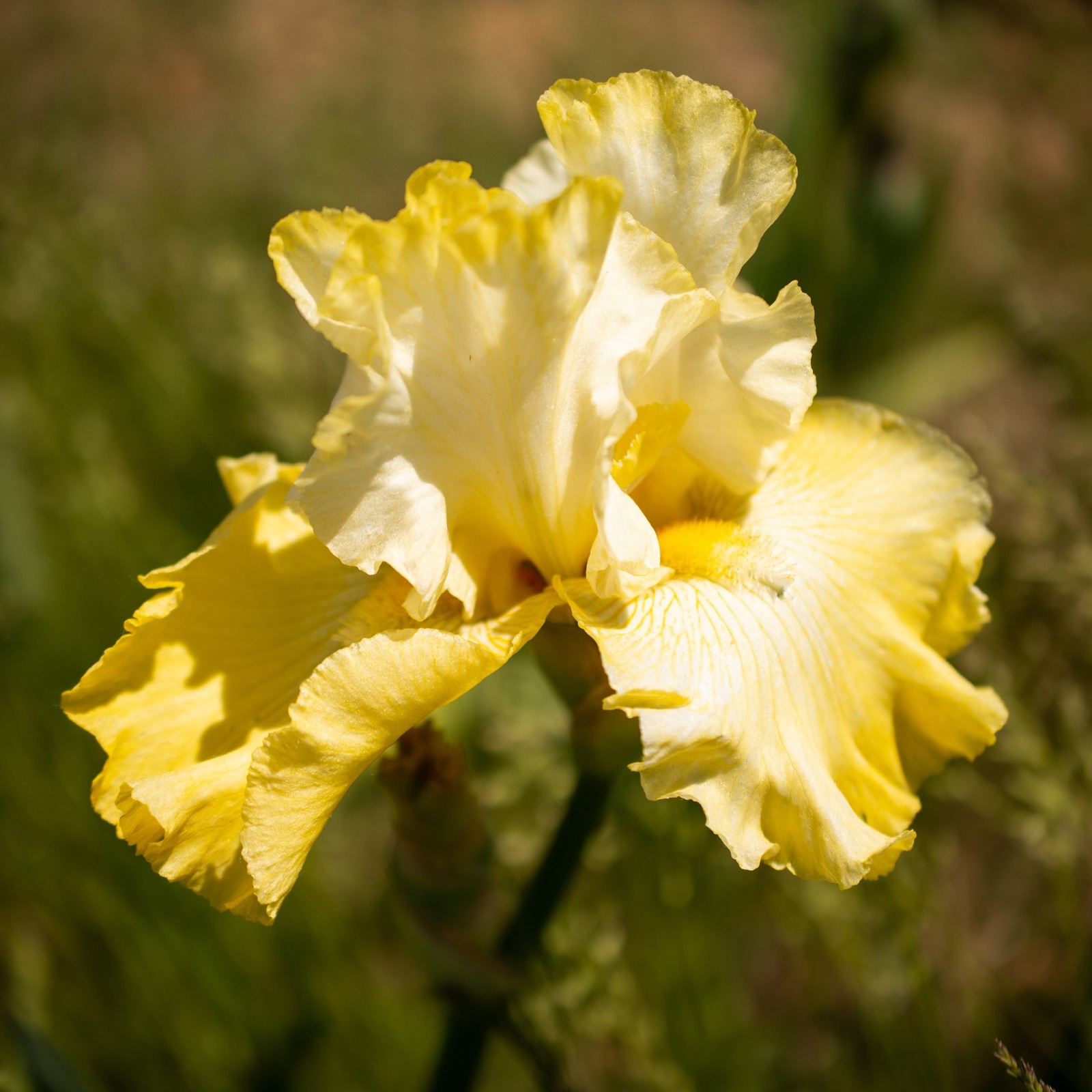 **Again & Again** Tall Bearded Iris. Pre-Order, Combined Shipping: Jul – Sep