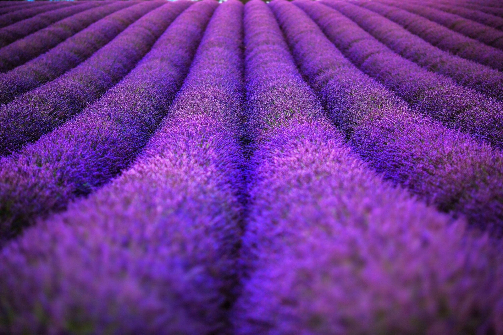 20 DWARF MUNSTEAD LAVENDER English Lavandula Angustifolia Flower Herb Seeds