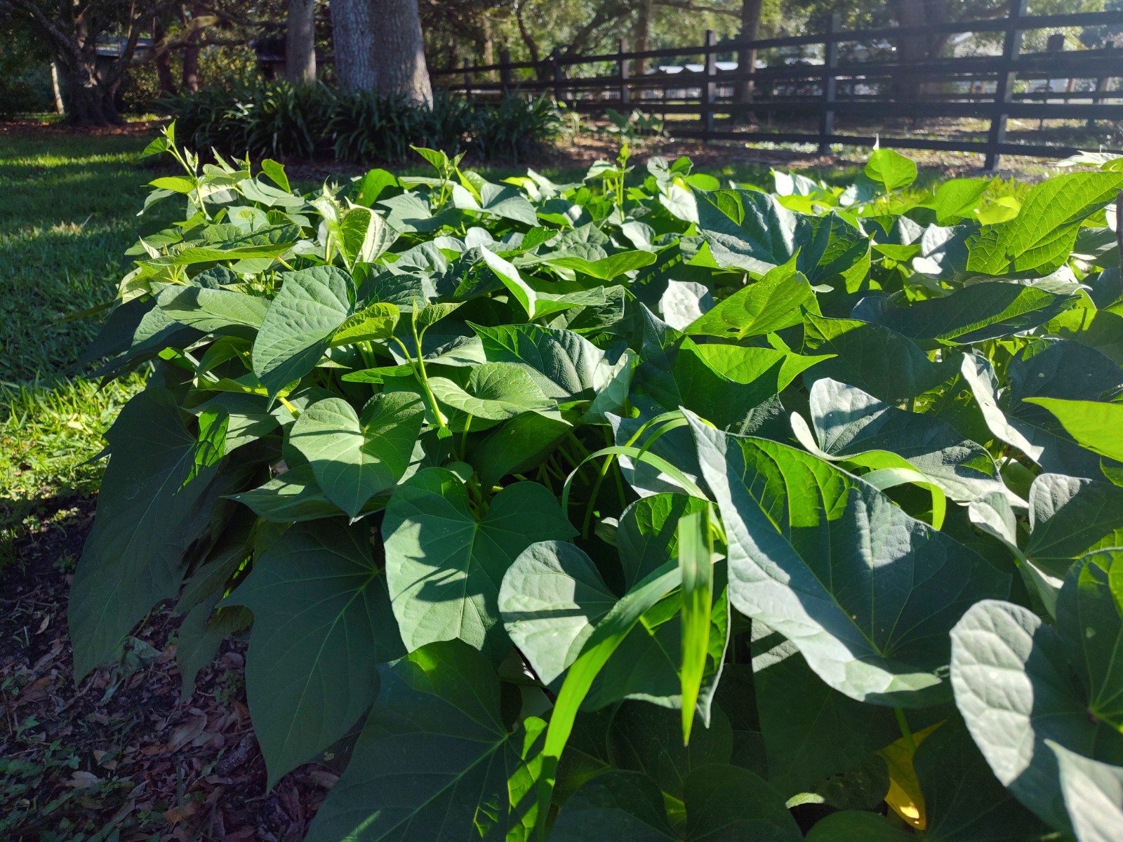Stokes Rooted Purple Sweet Potato Slips 3 Pieces Fresh From Florida Organic
