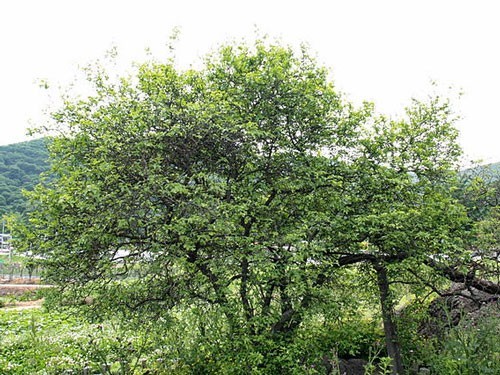 Citrus trifoliata | Flying Dragon | Bitter Orange | 10 Seeds