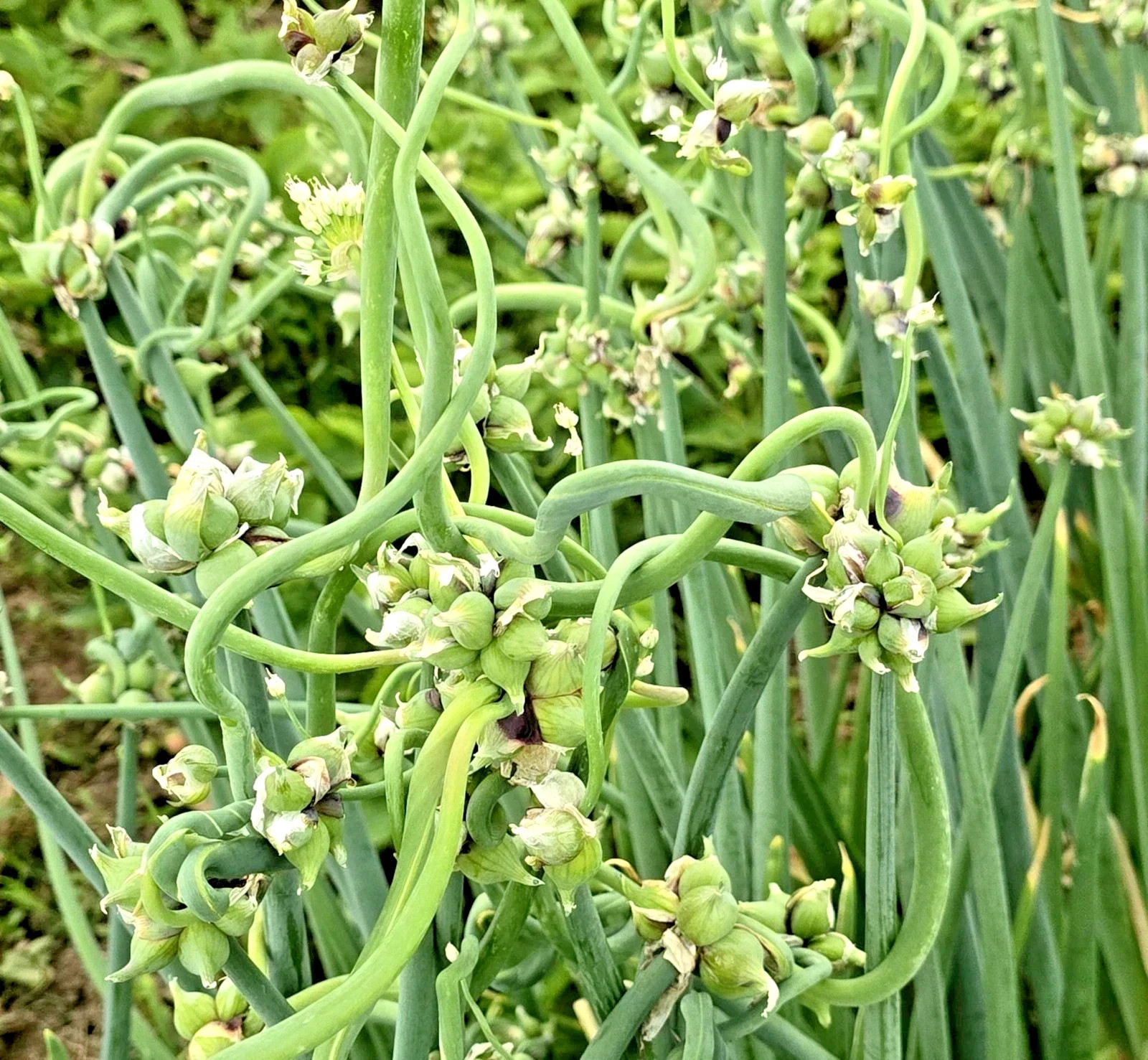 100 Egyptian Walking Onion SEEDS ~ Perennial Seeds Top sets USA SEEDS