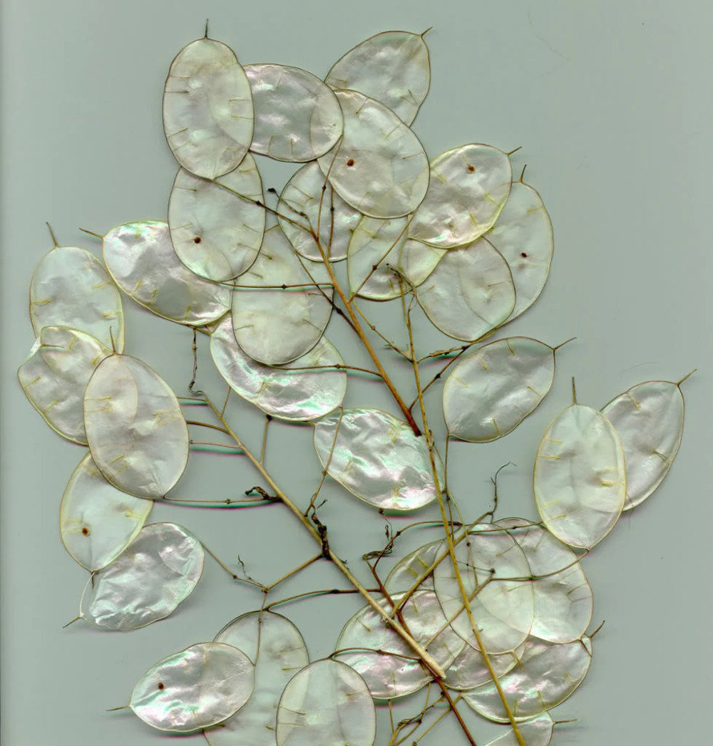 100 LUNARIA Biennis ( MONEY PLANT / Silver Dollar / Honesty ) Flower Seeds