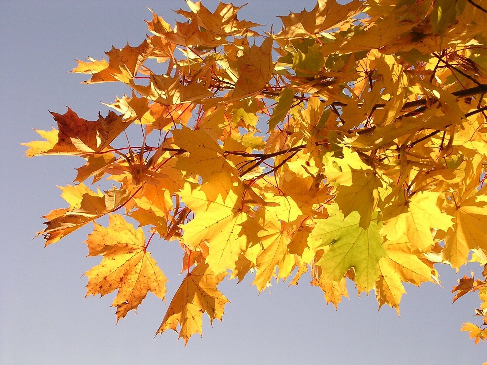 FAST GROWING TREE SEEDS: Norway Maple (Acer Platanoides) Size:10-100 | US Seller