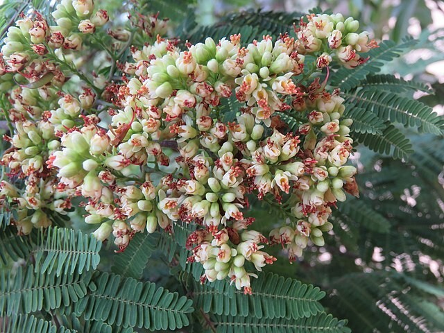 Caesalpinia coriaria | Divi Divi | 10 Seeds