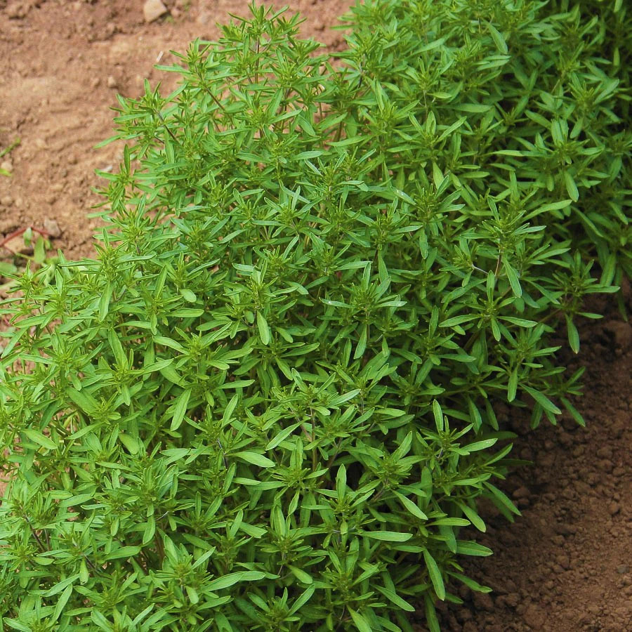 Summer Savory Seeds | Herbs de Provence Vegetable Plant Garden Thyme Seed 2024
