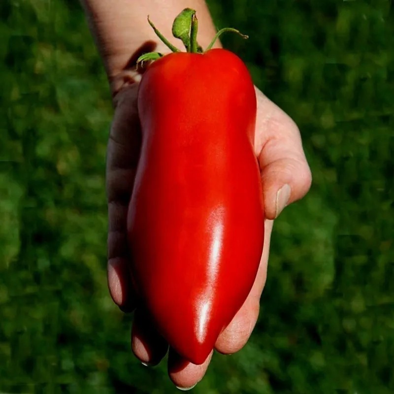 Heirloom Paste Tomato Seed Combo – 300 Seeds Total – Three Top Pasting Varieties