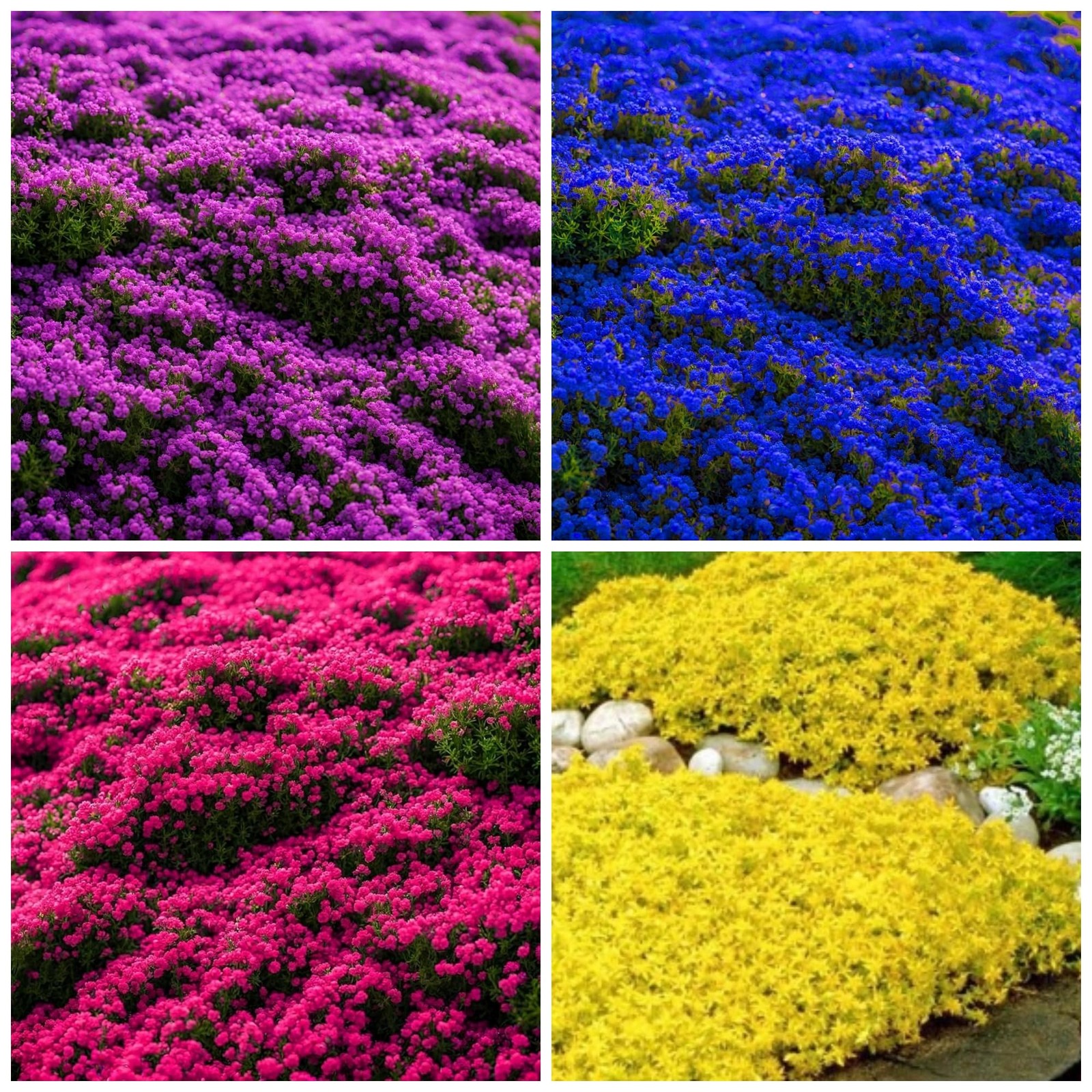 6000+ Creeping Thyme Seeds Non-gmo Heirloom Perennial Mixed Ground Cover