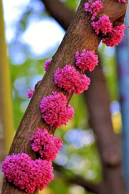 Judas Tree Seeds (Cercis siliquastrum) Mediterranean Redbud Plant Fast Hardy-4