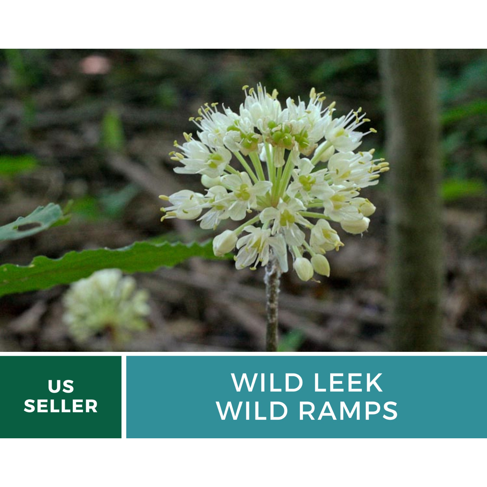 Leek, Wild – Wild Ramps – Heirloom – Non-GMO (Allium tricoccum)